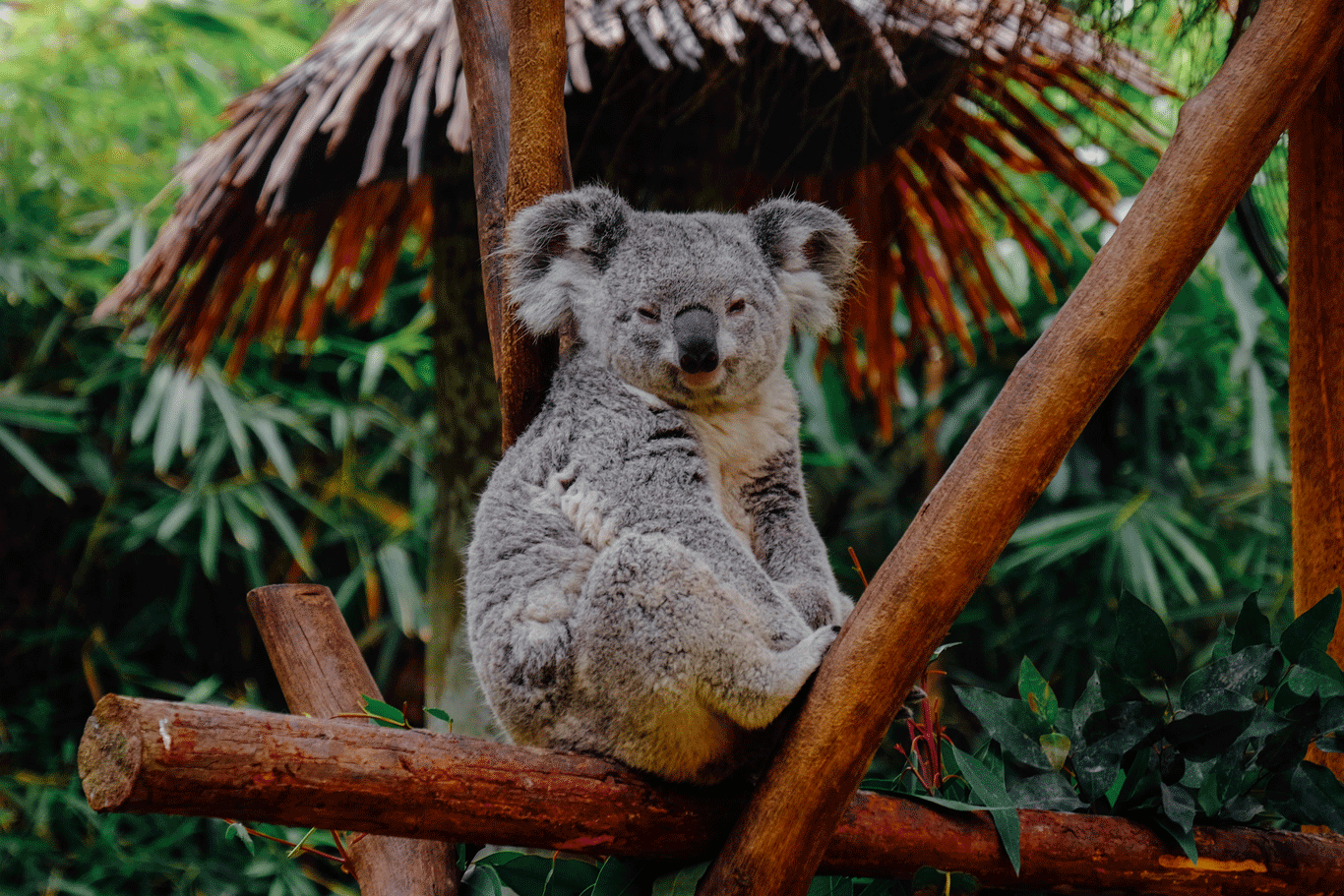 Koalas y reggaeton